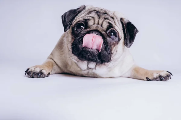 Perrito Peluche Cómico Sobre Fondo Blanco —  Fotos de Stock