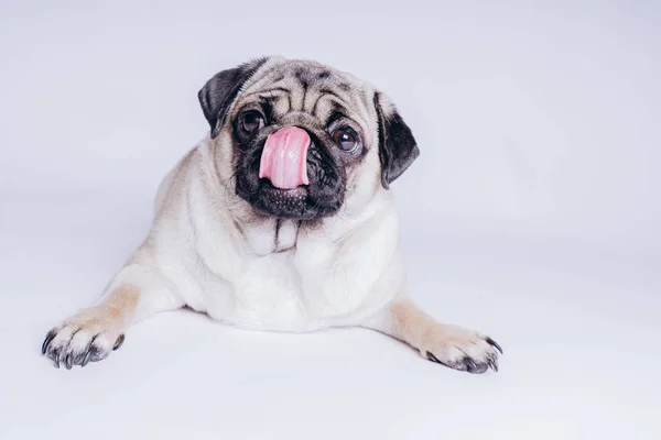 Engraçado Filhote Cachorro Fundo Branco — Fotografia de Stock