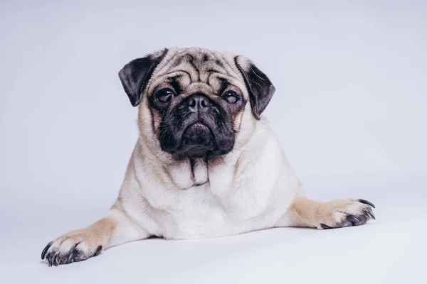 Perrito Peluche Cómico Sobre Fondo Blanco —  Fotos de Stock