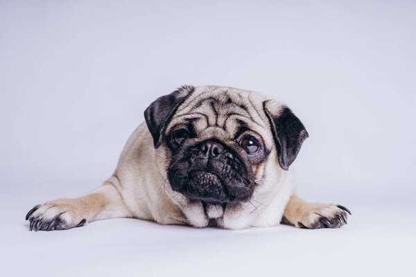 Funny pug puppy, on white background.