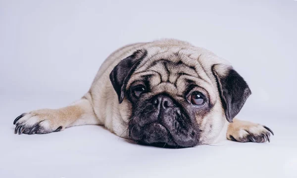 Engraçado Filhote Cachorro Fundo Branco — Fotografia de Stock