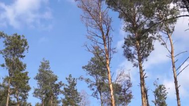 Yaz ormanı manzarası güneşli havada - yumuşak güneş ışığıyla aydınlatılan orman ağaçları.