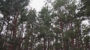 Yaz ormanı manzarası güneşli havada - yumuşak güneş ışığıyla aydınlatılan orman ağaçları.