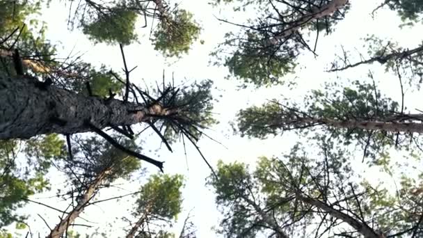 Paisagem Floresta Verão Tempo Ensolarado Árvores Florestais Iluminadas Pela Luz — Vídeo de Stock