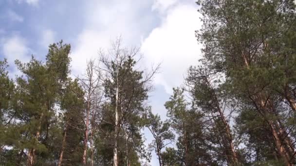 晴れた日の夏の森の風景 柔らかい日差しに照らされた森の木々 — ストック動画