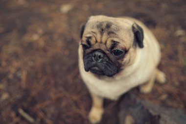 Şirin pug köpek yere oturuyor. Park ve uzak arıyor zeminde oturma sevimli pug köpek yukarıda