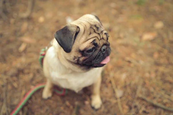 Cute pug dog sitting on ground. From above adorable pug dog sitting on ground in park and looking away