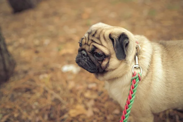 Cute pug dog sitting on ground. From above adorable pug dog sitting on ground in park and looking away