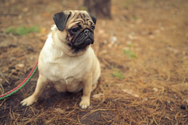 Cute pug dog sitting on ground. From above adorable pug dog sitting on ground in park and looking away