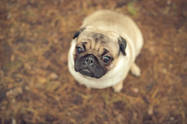 Cute pug dog sitting on ground. From above adorable pug dog sitting on ground in park and looking away