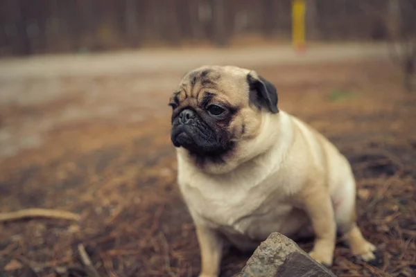 Carino Cagnolino Seduto Terra Dall Alto Cane Carlino Adorabile Seduto — Foto Stock