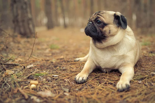 Cute pug dog sitting on ground. From above adorable pug dog sitting on ground in park and looking away