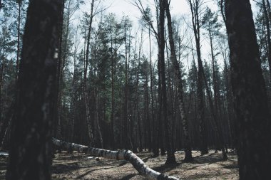 Huzurlu boş iğne yapraklı mevsimlik boş Park'a yumuşak ışığında sakin yaprak dökmeyen ağaçları ile