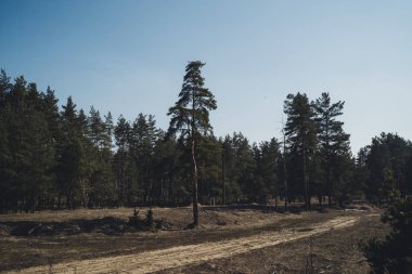 Huzurlu boş iğne yapraklı mevsimlik boş Park'a yumuşak ışığında sakin yaprak dökmeyen ağaçları ile