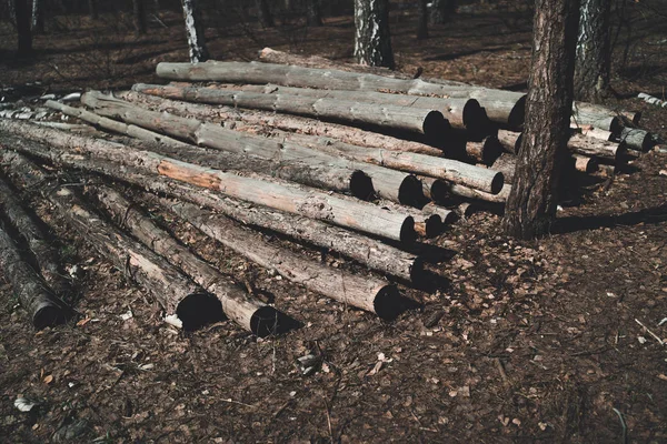 Günlükleri Sonbahar Ormanda Büyük Yığın Yığını Eski Yatan Düşmüş Yaprakları — Stok fotoğraf
