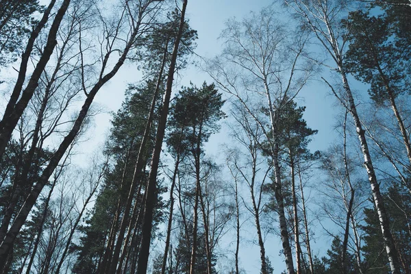 Waggling coniferous trees from below Low angle view of calmly shaking tall evergreen trees in tranquil woods