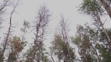 Sakin bir şekilde yüksek yaprak dökmeyen ağaçları huzurlu ormanda sallayarak düşük açılı görünümü altındaki iğne yapraklı ağaçlar salladıktan