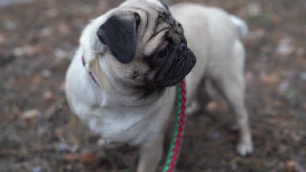 Hund Ras Mops Promenader Skogen Pug Vilar Parken — Stockvideo