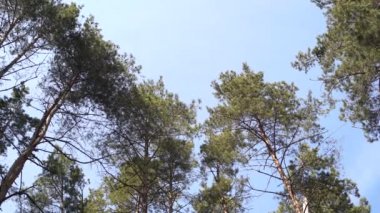Sakin bir şekilde yüksek yaprak dökmeyen ağaçları huzurlu ormanda sallayarak düşük açılı görünümü altındaki iğne yapraklı ağaçlar salladıktan