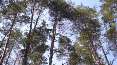 Sakin bir şekilde yüksek yaprak dökmeyen ağaçları huzurlu ormanda sallayarak düşük açılı görünümü altındaki iğne yapraklı ağaçlar salladıktan