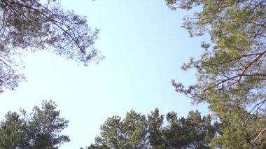 Sakin bir şekilde yüksek yaprak dökmeyen ağaçları huzurlu ormanda sallayarak düşük açılı görünümü altındaki iğne yapraklı ağaçlar salladıktan
