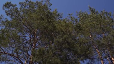 Sakin bir şekilde yüksek yaprak dökmeyen ağaçları huzurlu ormanda sallayarak düşük açılı görünümü altındaki iğne yapraklı ağaçlar salladıktan