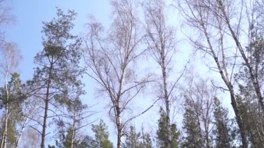 Sakin bir şekilde yüksek yaprak dökmeyen ağaçları huzurlu ormanda sallayarak düşük açılı görünümü altındaki iğne yapraklı ağaçlar salladıktan