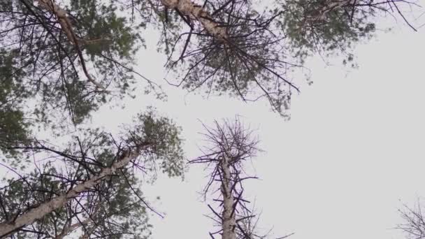 Waggling Coniferous Trees Low Angle View Calmly Shaking Tall Evergreen — Stock Video