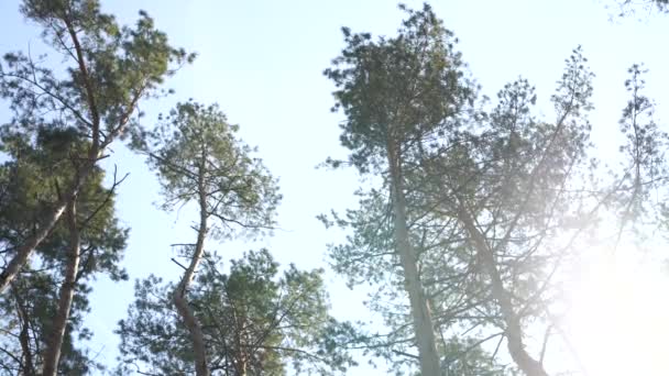 Качающиеся Хвойные Деревья Низкого Угла Вид Спокойно Трясущихся Высоких Вечнозеленых — стоковое видео