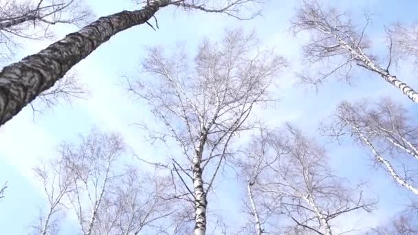 从下面的低角度可以看到宁静的树林里平静地晃动着高大的常青树 — 图库视频影像