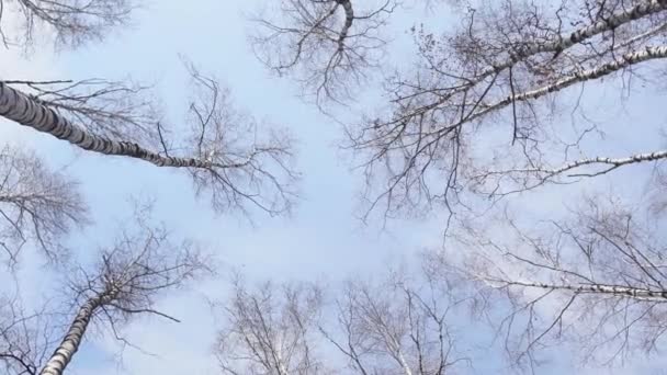 Acenando Árvores Coníferas Baixo Visão Baixo Ângulo Árvores Perenes Calmamente — Vídeo de Stock