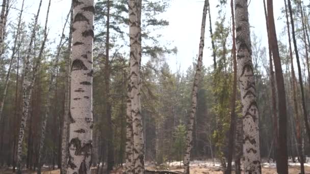 Lugn Tom Barrträd Park Säsongsbetonade Tom Park Med Vintergröna Lugna — Stockvideo