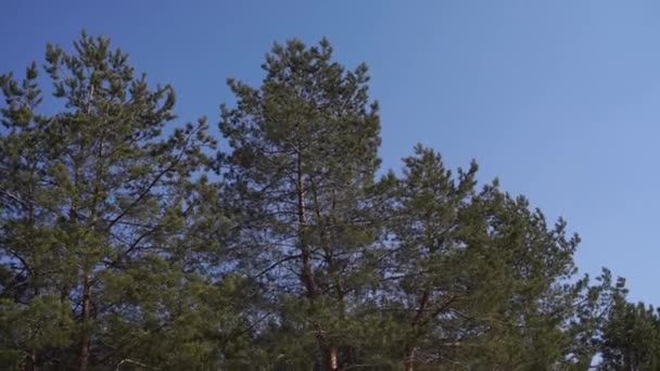 落ち着いて静かな森の中で背の高い常緑樹を揺れの低角度のビューの下から Waggling 針葉樹 — ストック動画