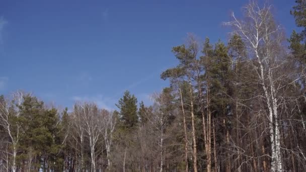 Békés Üres Tűlevelű Park Szezonális Üres Park Puha Napfény Nyugodt — Stock videók