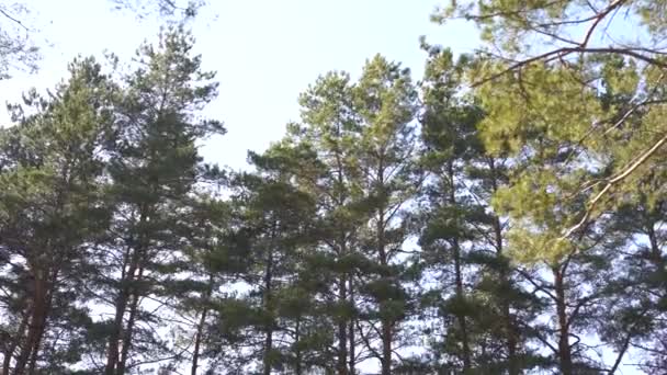 Waggling Coniferous Trees Low Angle View Calmly Shaking Tall Evergreen — Stock Video