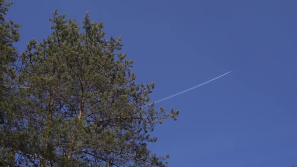 Waggling Barrträ Underifrån Låg Vinkel Syn Lugnt Skaka Höga Vintergröna — Stockvideo