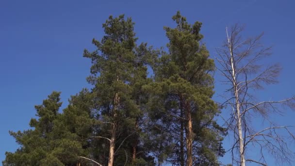 Waggling Coniferous Trees Low Angle View Calmly Shaking Tall Evergreen — Stock Video