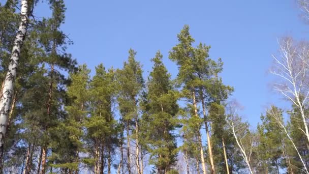 Waggling Drzew Iglastych Dołu Niski Kąt Widzenia Spokojnie Drżenie Wysokie — Wideo stockowe