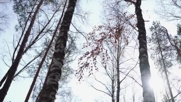 Coniferen Uit Onderstaande Lage Hoekmening Rustig Schudden Groenblijvende Bomen Rustige — Stockvideo