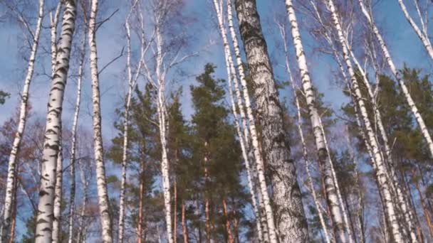 Waggling Drzew Iglastych Dołu Niski Kąt Widzenia Spokojnie Drżenie Wysokie — Wideo stockowe