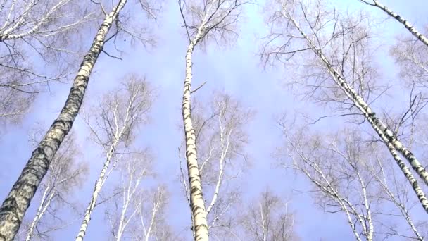 Kmitali Jehličnatých Stromů Pod Nízkým Úhlem Pohledu Klidně Třepání Vysoké — Stock video