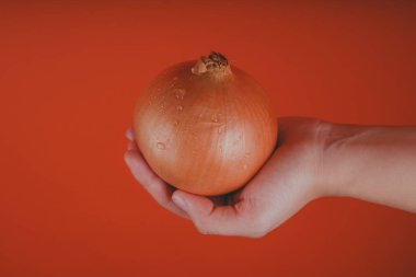 Soğanın çiğ soğanını gösteren kişi. Kırpma el kırmızı arka plan üzerinde su damlacıkları ile soğan bütün büyük sarı baş tutarak
