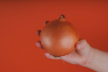 Soğanın çiğ soğanını gösteren kişi. Kırpma el kırmızı arka plan üzerinde su damlacıkları ile soğan bütün büyük sarı baş tutarak