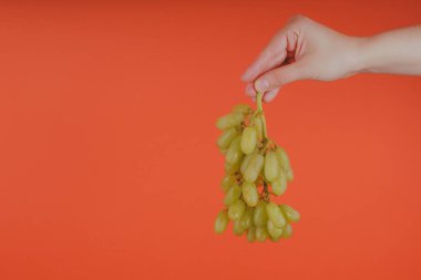 Parlak mercan arka plan üzerinde olgun ıslak üzüm demet gösteren olgun yeşil üzüm kırpma el demet tutan kişi