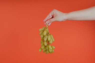 Parlak mercan arka plan üzerinde olgun ıslak üzüm demet gösteren olgun yeşil üzüm kırpma el demet tutan kişi