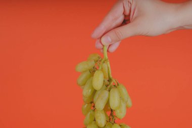 Parlak mercan arka plan üzerinde olgun ıslak üzüm demet gösteren olgun yeşil üzüm kırpma el demet tutan kişi