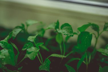 Rustik ahşap bir masa üzerinde fide turba pot salatalık bitki. Turba kaplarda fidan yetiştirmek. Modern botanik serasında güneş ışığında tohumlama, bahçecilik ve süs planlarının yetiştirilmesi