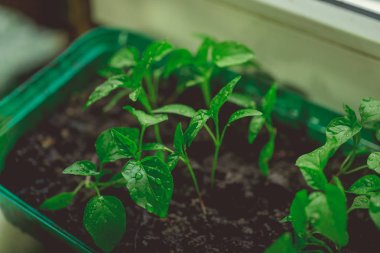 Rustik ahşap bir masa üzerinde fide turba pot salatalık bitki. Turba kaplarda fidan yetiştirmek. Modern botanik serasında güneş ışığında tohumlama, bahçecilik ve süs planlarının yetiştirilmesi