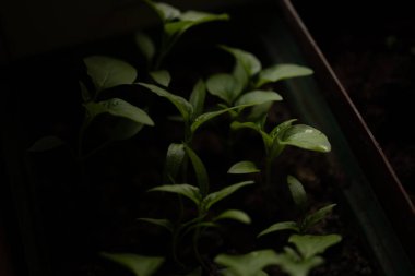 Rustik ahşap bir masa üzerinde fide turba pot salatalık bitki. Turba kaplarda fidan yetiştirmek. Modern botanik serasında güneş ışığında tohumlama, bahçecilik ve süs planlarının yetiştirilmesi