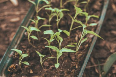 Rustik ahşap bir masa üzerinde fide turba pot salatalık bitki. Turba kaplarda fidan yetiştirmek. Modern botanik serasında güneş ışığında tohumlama, bahçecilik ve süs planlarının yetiştirilmesi